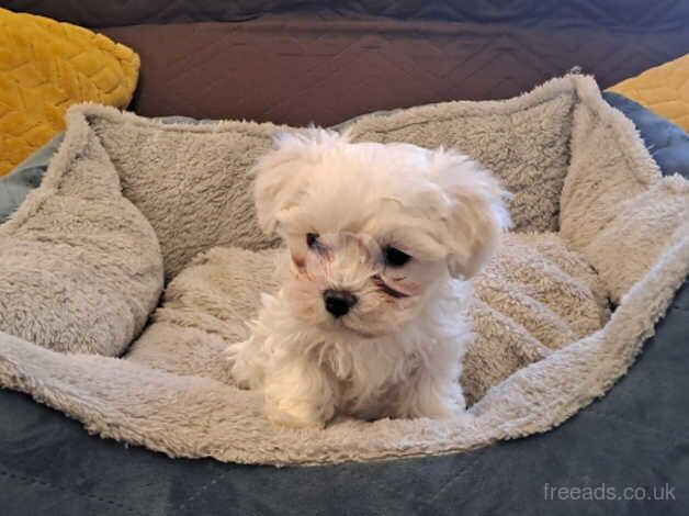 Maltese puppy for sale in Durham, County Durham - Image 2