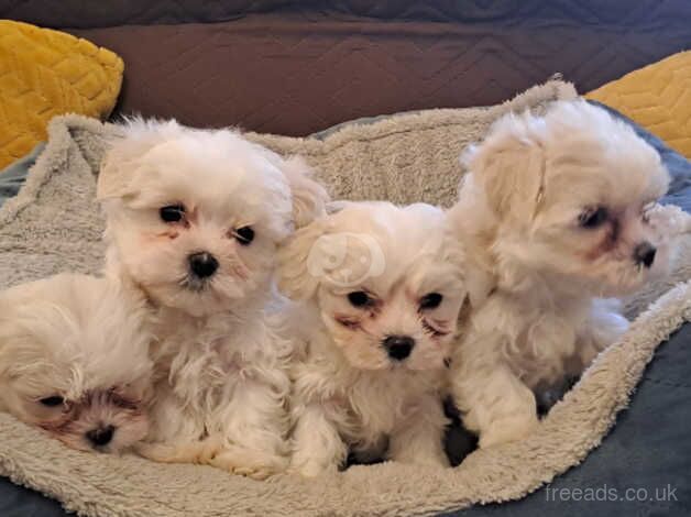 Maltese puppy for sale in Durham, County Durham - Image 3