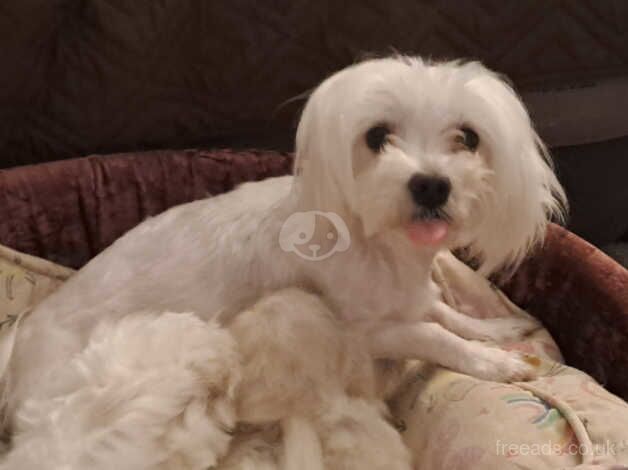 Maltese puppy for sale in Durham, County Durham - Image 4