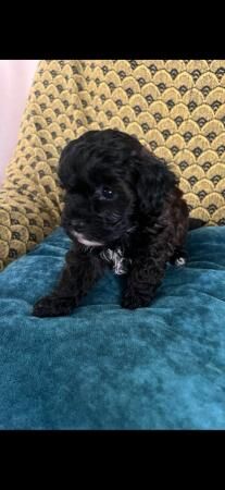 Malti x poo mixed litter for sale in Sleaford, Hampshire