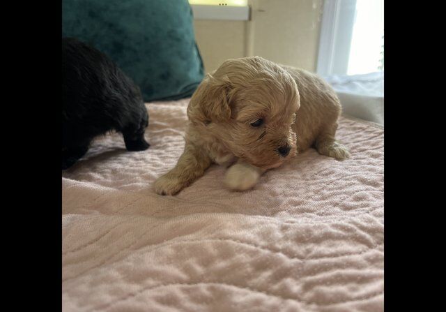 Malti x poo mixed litter for sale in Sleaford, Hampshire - Image 2