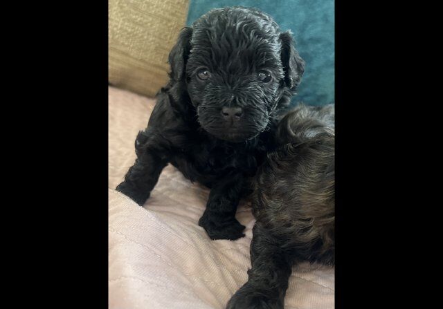 Malti x poo mixed litter for sale in Sleaford, Hampshire - Image 3