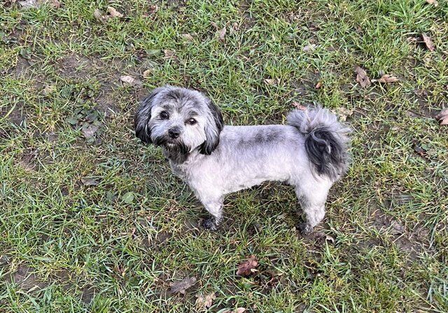 Malti x poo mixed litter for sale in Sleaford, Hampshire - Image 4