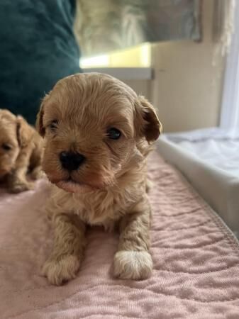 Malti x poo mixed litter for sale in Sleaford, Hampshire - Image 5