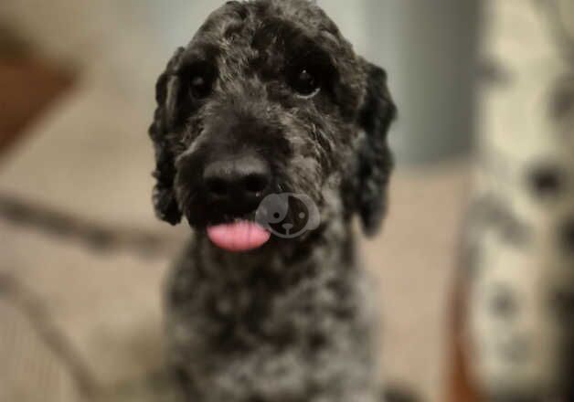 Minature Poodle for sale in Coventry, West Midlands