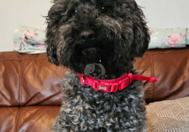 Poodle Puppies for sale in West Midlands