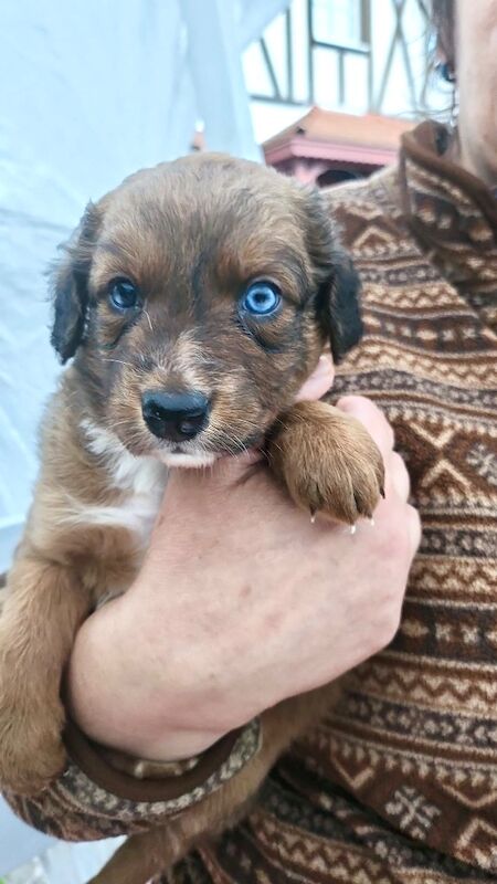 Mini AussieDoodle – AussiePoo – Australian Shepherd and Poodle Mix with Blue Eyes for sale in Kingston Upon Thames, Kingston upon Thames, Greate