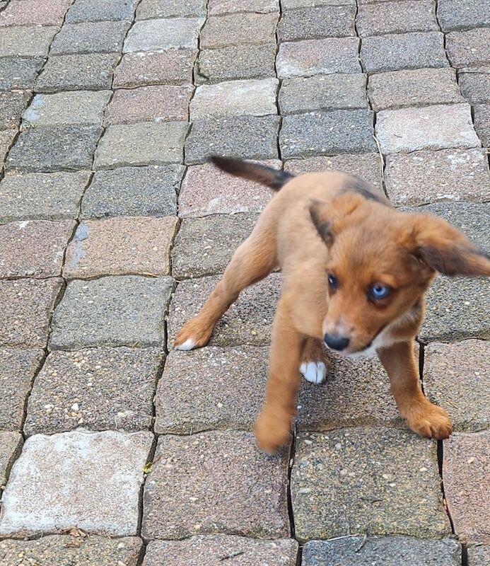 Mini AussieDoodle – AussiePoo – Australian Shepherd and Poodle Mix with Blue Eyes for sale in Kingston Upon Thames, Kingston upon Thames, Greate - Image 2