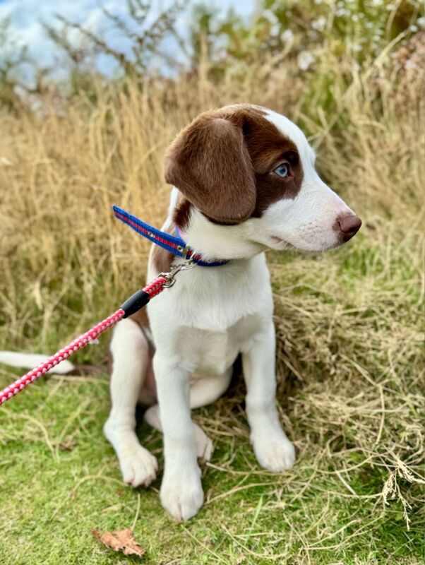 Mini AussieDoodle – AussiePoo – Australian Shepherd and Poodle Mix with Blue Eyes for sale in Kingston Upon Thames, Kingston upon Thames, Greate - Image 5