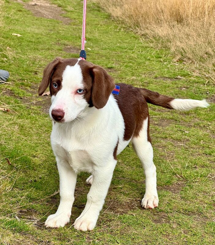 Mini AussieDoodle – AussiePoo – Australian Shepherd and Poodle Mix with Blue Eyes for sale in Kingston Upon Thames, Kingston upon Thames, Greate - Image 8