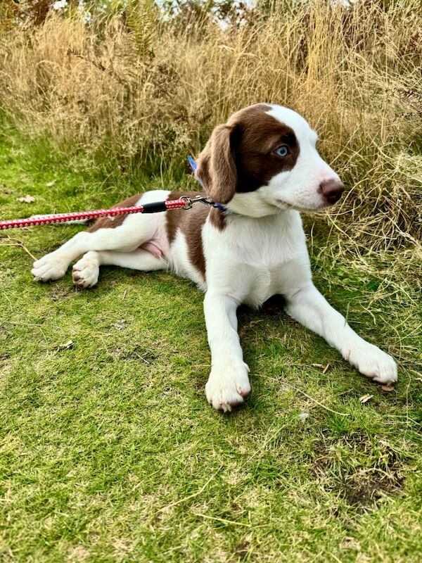 Mini AussieDoodle – AussiePoo – Australian Shepherd and Poodle Mix with Blue Eyes for sale in Kingston Upon Thames, Kingston upon Thames, Greate - Image 10