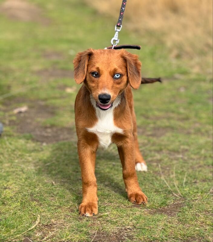 Mini AussieDoodle – AussiePoo – Australian Shepherd and Poodle Mix with Blue Eyes for sale in Kingston Upon Thames, Kingston upon Thames, Greate - Image 11