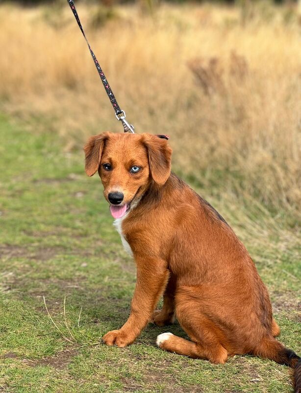 Mini AussieDoodle – AussiePoo – Australian Shepherd and Poodle Mix with Blue Eyes for sale in Kingston Upon Thames, Kingston upon Thames, Greate - Image 12