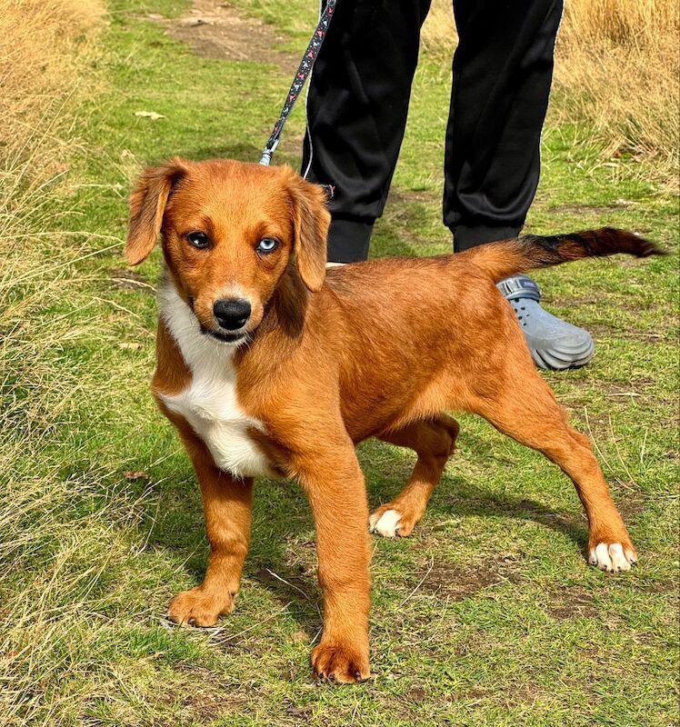 Mini AussieDoodle – AussiePoo – Australian Shepherd and Poodle Mix with Blue Eyes for sale in Kingston Upon Thames, Kingston upon Thames, Greate - Image 14