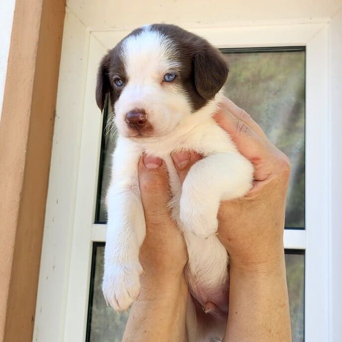 Blue eyed mini AussieDoodle – AussiePoo – Australian Shepherd and Poodle Mix for sale in Richmond, Richmond upon Thames, Greater London - Image 1