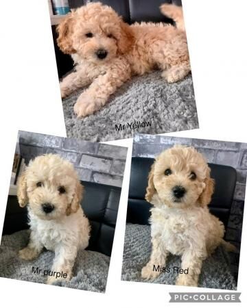 Mini Labradoodle F2B puppies for sale in Warrington, Cheshire
