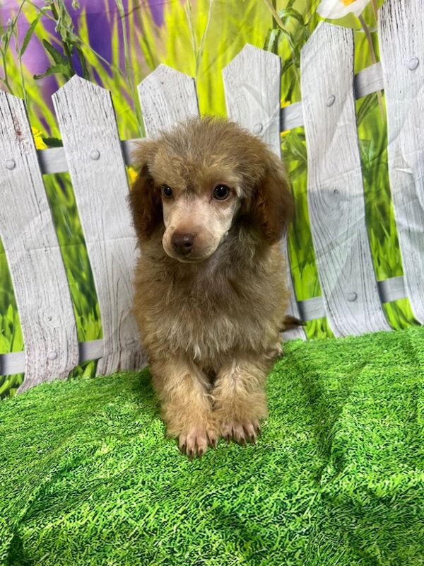 Mini poodle puppies for sale in Wisbech, Cambridgeshire