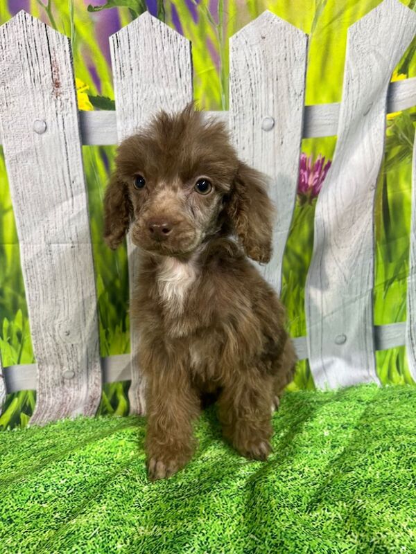 Mini poodle puppies for sale in Wisbech, Cambridgeshire - Image 2