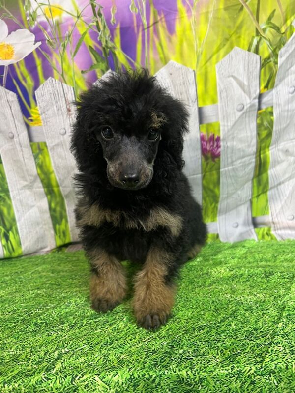 Mini poodle puppies for sale in Wisbech, Cambridgeshire - Image 4