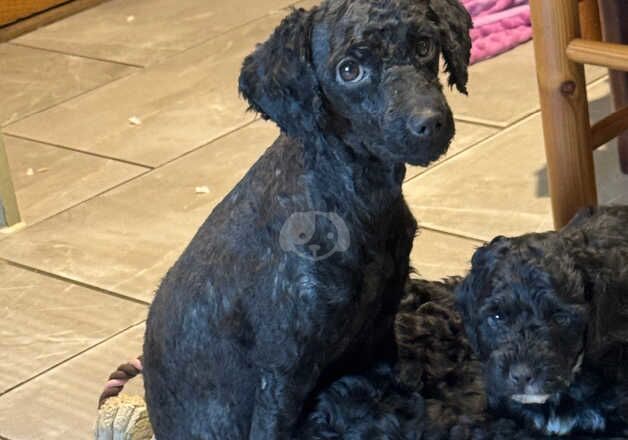 Mini poodle pups ready to go for sale in Colchester, Essex