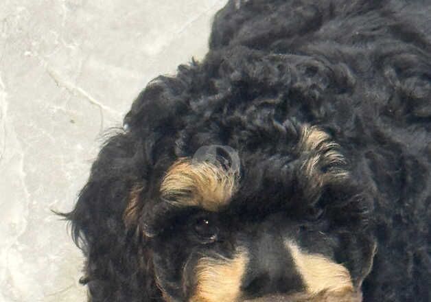 Mini poodle pups ready to go for sale in Colchester, Essex - Image 2