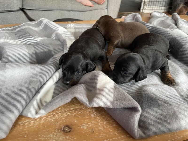 Miniature Doxiepoos ForSale for sale in Emsworth, Hampshire - Image 5