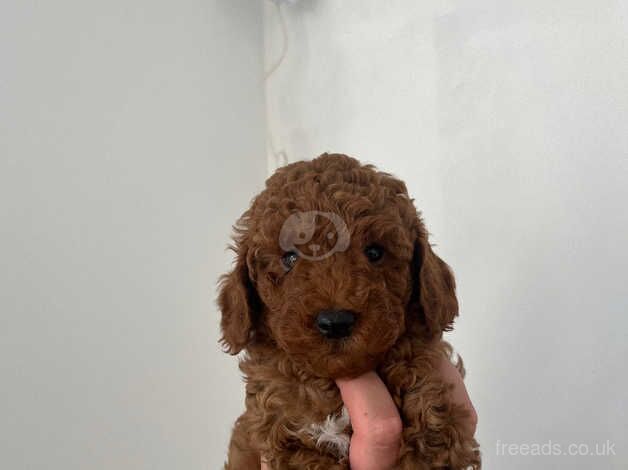 Miniature fox Poodle Puppies For Sale in Coventry, West Midlands