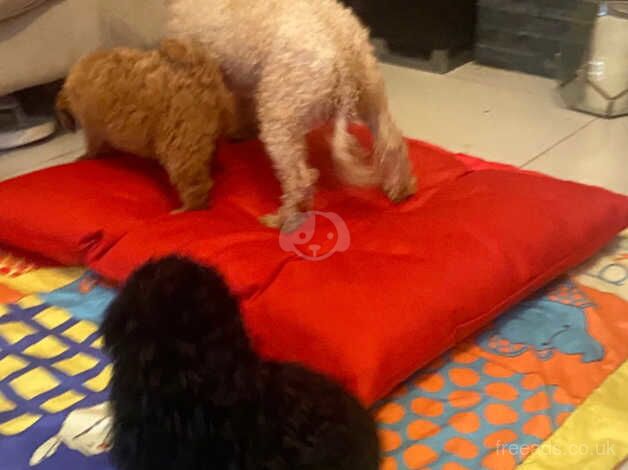 Miniature fox Poodle Puppies For Sale in Coventry, West Midlands - Image 3