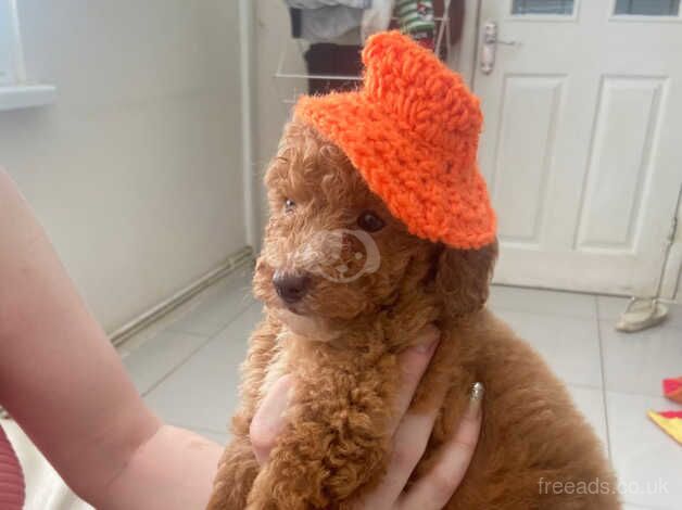 Miniature fox Poodle Puppies For Sale in Coventry, West Midlands - Image 4