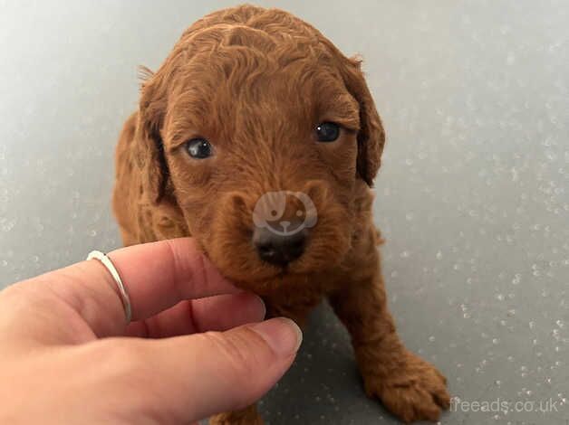 Miniature kc registered poodle puppies for sale in Bishop's Hull, Somerset - Image 1