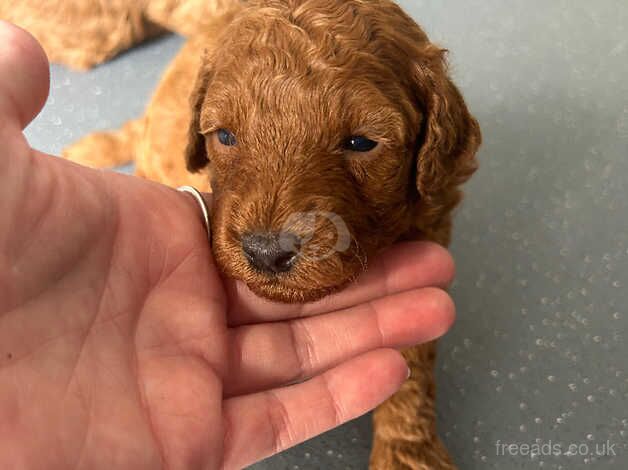 Miniature kc registered poodle puppies for sale in Bishop's Hull, Somerset - Image 2