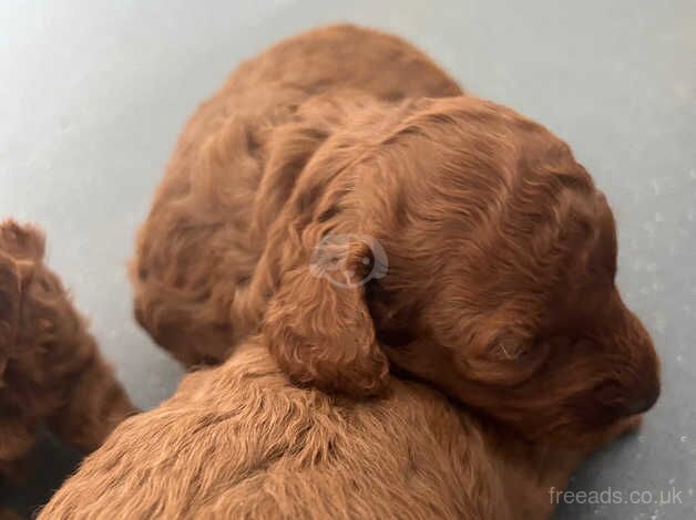 Miniature kc registered poodle puppies for sale in Bishop's Hull, Somerset - Image 3