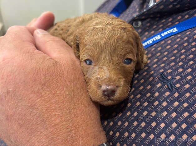 Miniature kc registered poodle puppies for sale in Bishop's Hull, Somerset - Image 5