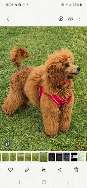 Miniature poodle for sale in Prestatyn, Denbighshire - Image 2