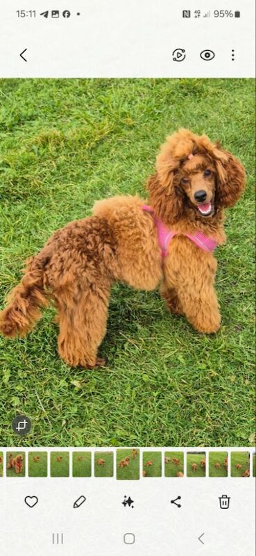 Miniature poodle for sale in Prestatyn, Denbighshire - Image 3