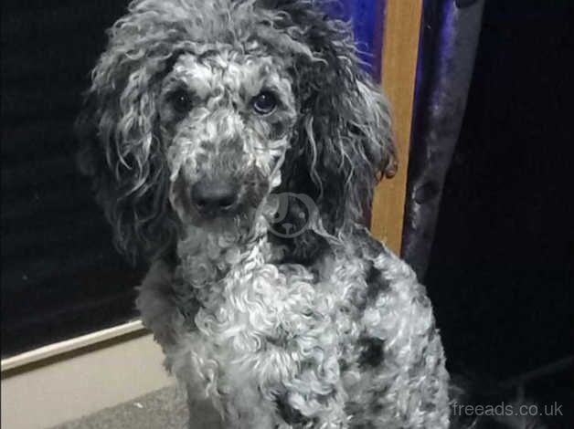 Miniature poodle boy for sale in Abingdon, Oxfordshire