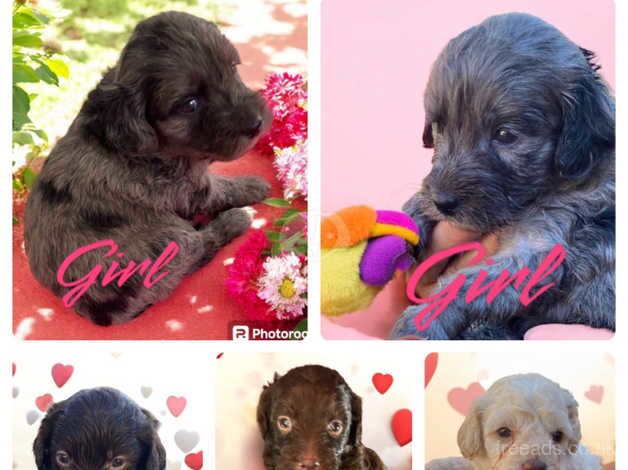 Miniature poodle cavalier DNA tested for sale in Gravesend, Hertfordshire - Image 1