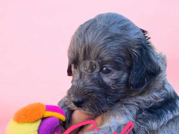 Miniature poodle cavalier DNA tested for sale in Gravesend, Hertfordshire - Image 3