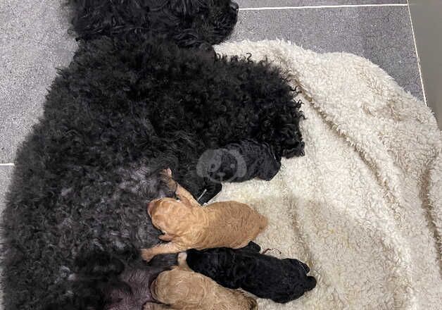 Miniature poodle for sale in Lichfield, Staffordshire - Image 3