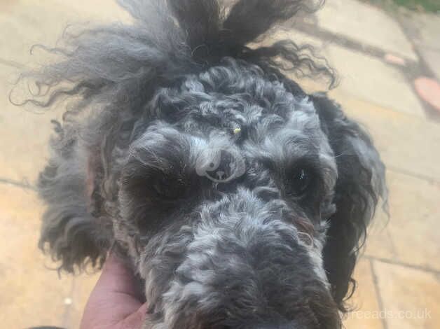 Miniature poodle for sale in Abingdon, Oxfordshire - Image 1