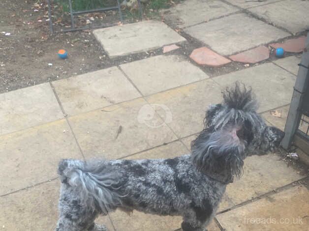 Miniature poodle for sale in Abingdon, Oxfordshire - Image 2