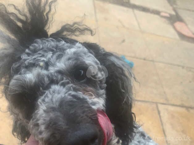 Miniature poodle for sale in Abingdon, Oxfordshire - Image 3