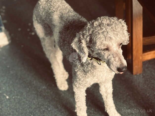 Miniature poodle for sale in London