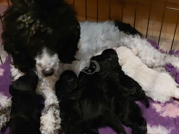 Miniature Poodle for sale in Scunthorpe, Lincolnshire