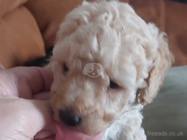 Miniature Poodle for sale in Scunthorpe, Lincolnshire - Image 2