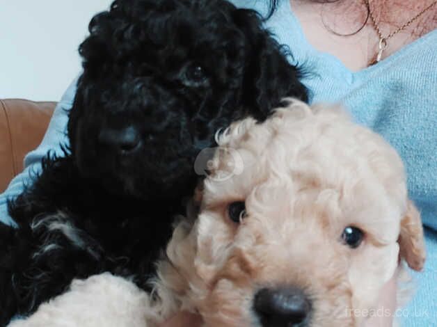 Miniature Poodle for sale in Scunthorpe, Lincolnshire - Image 3