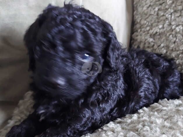 Miniature Poodle for sale in Scunthorpe, Lincolnshire - Image 4