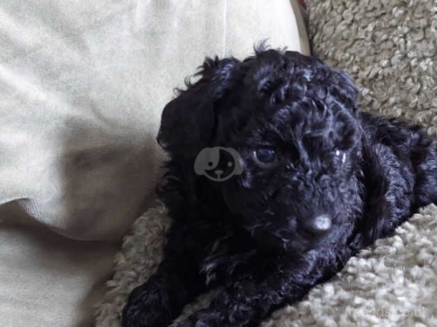 Miniature Poodle for sale in Scunthorpe, Lincolnshire - Image 5