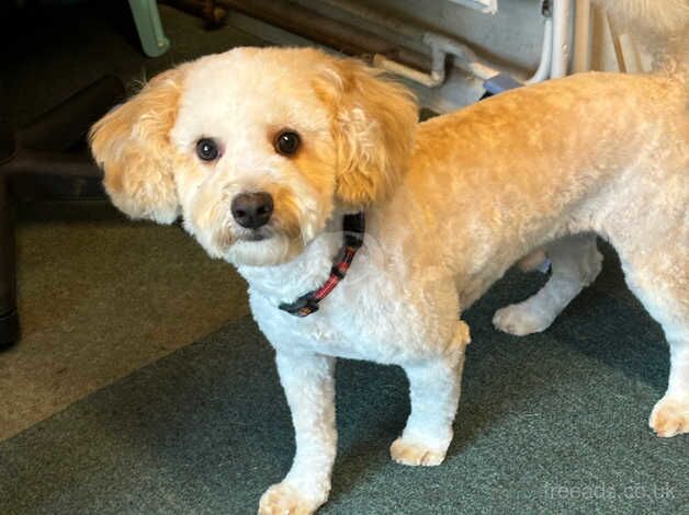 Miniature poodle for sale in Spalding, Lincolnshire - Image 2