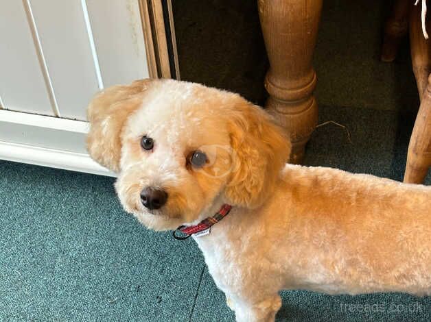 Miniature poodle for sale in Spalding, Lincolnshire - Image 3